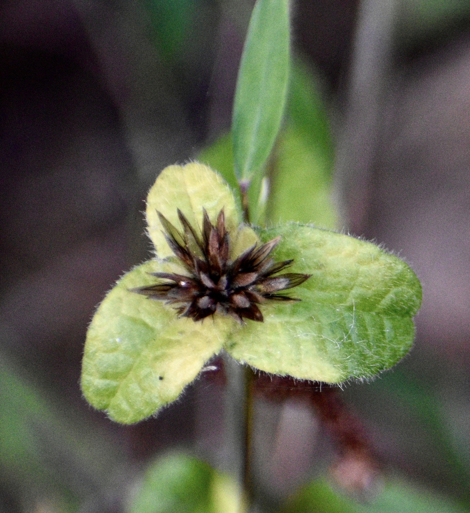 Green triangular bracts subtending heads of achenes.