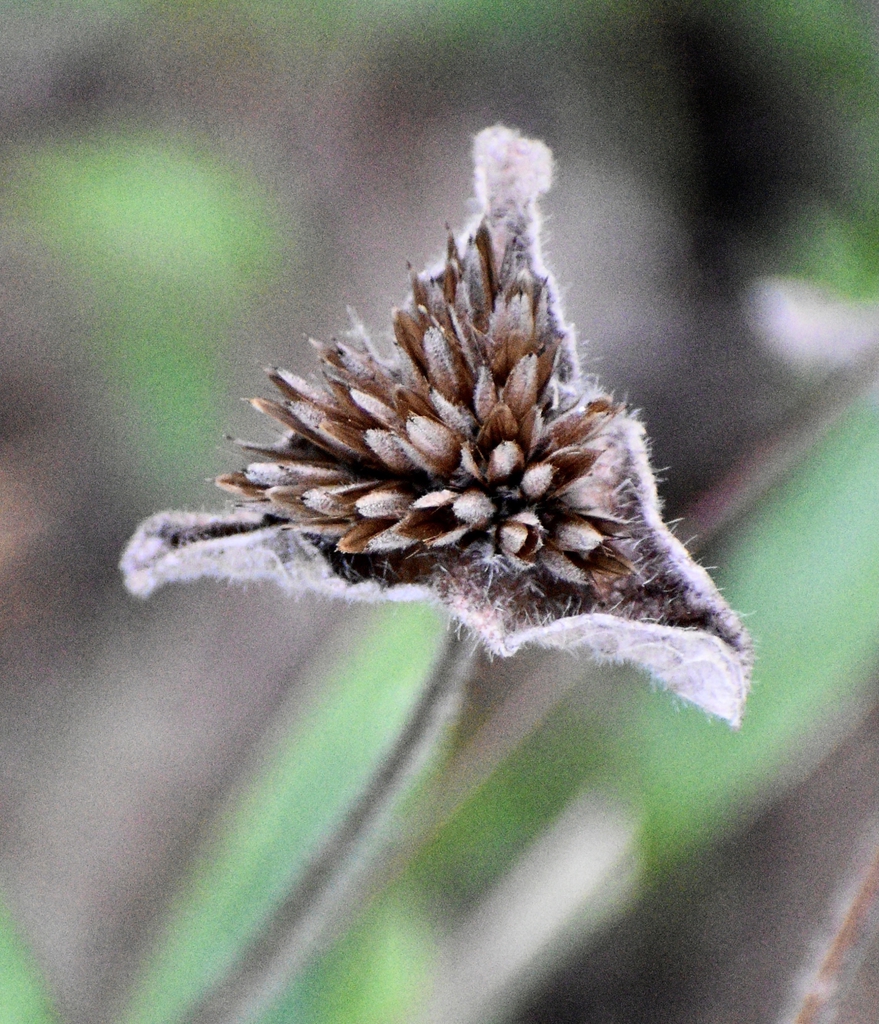dried triangular bracts subtending heads of achenes.