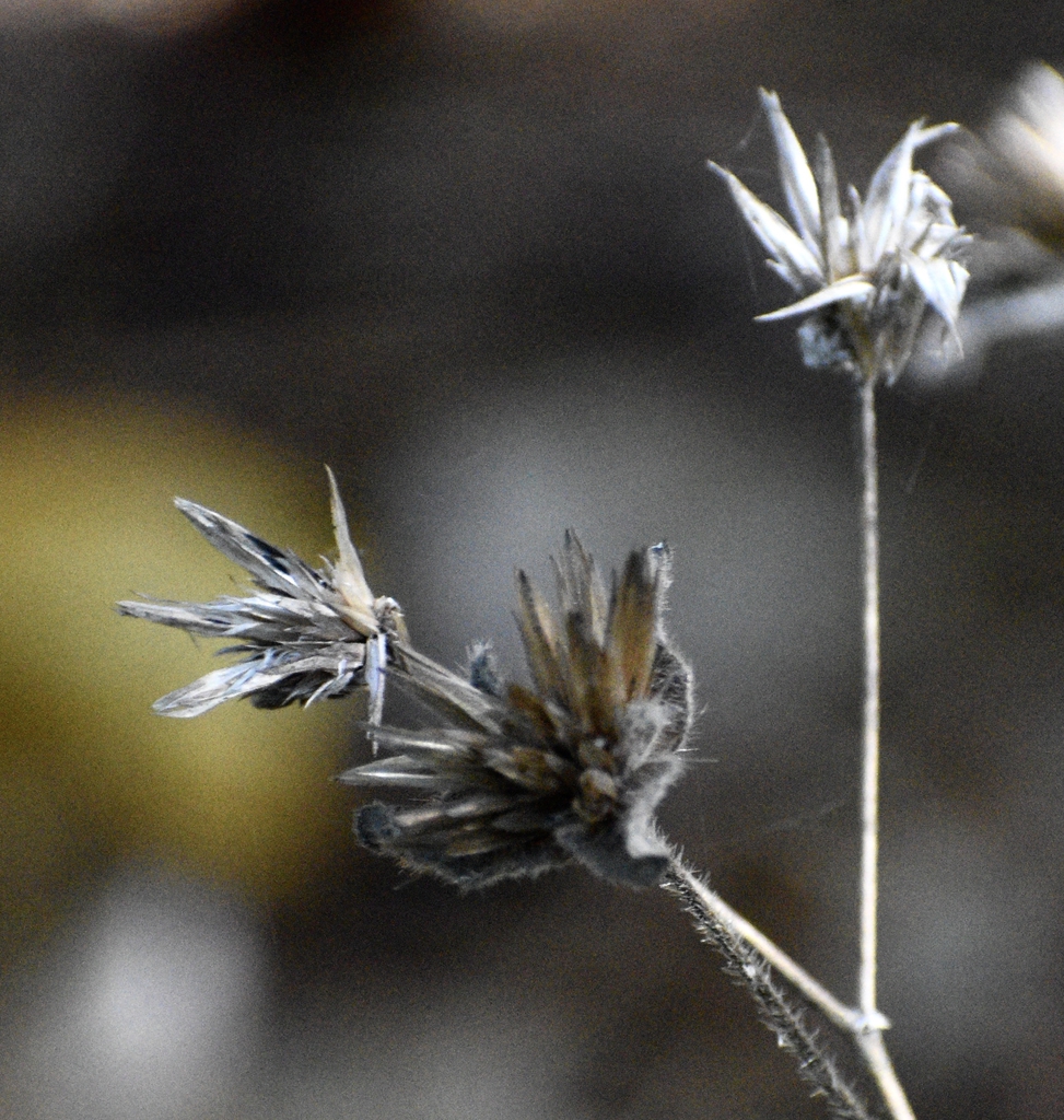 dried triangular bracts subtending heads of achenes.