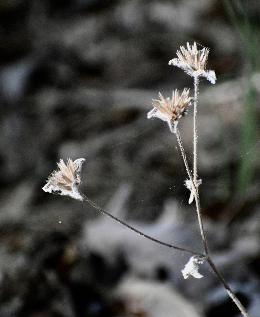 dried triangular bracts subtending heads of achenes.