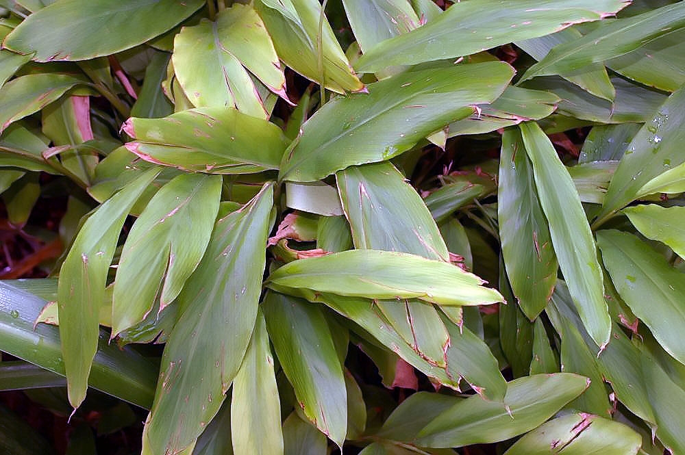 Elettaria cardamomum