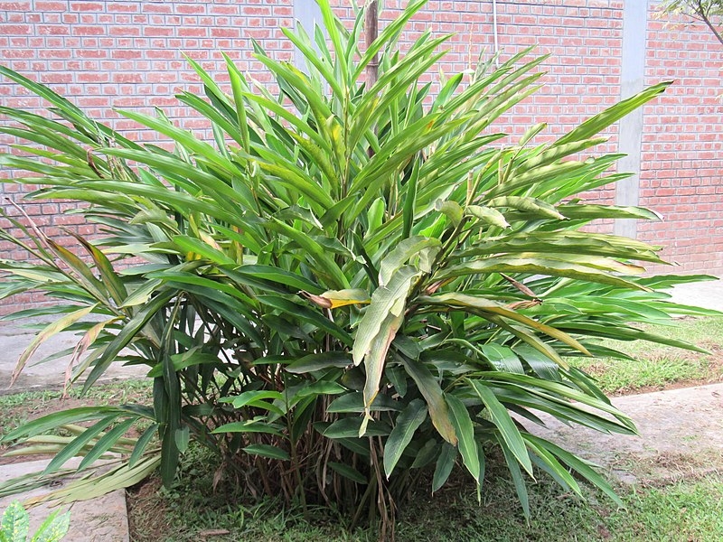 Elettaria cardamomum