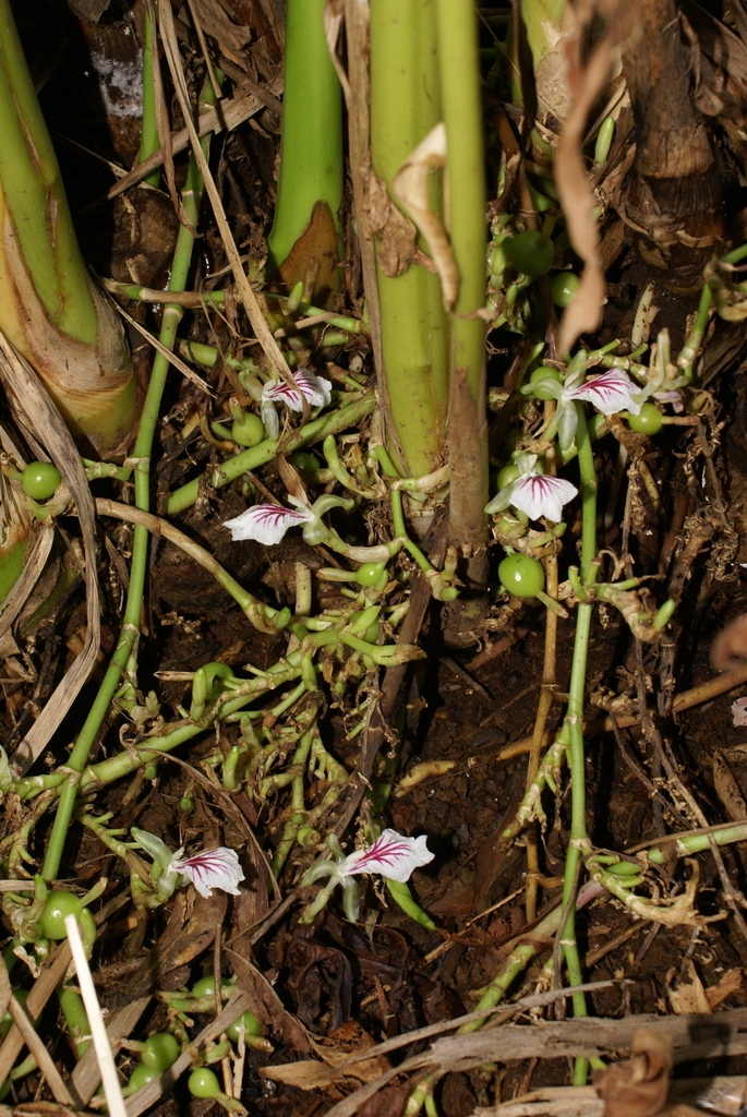 Elettaria cardamomum