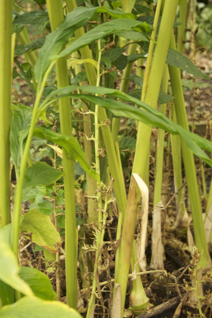 Elettaria cardamomum
