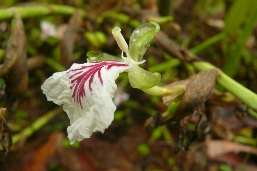 Elettaria cardamomum