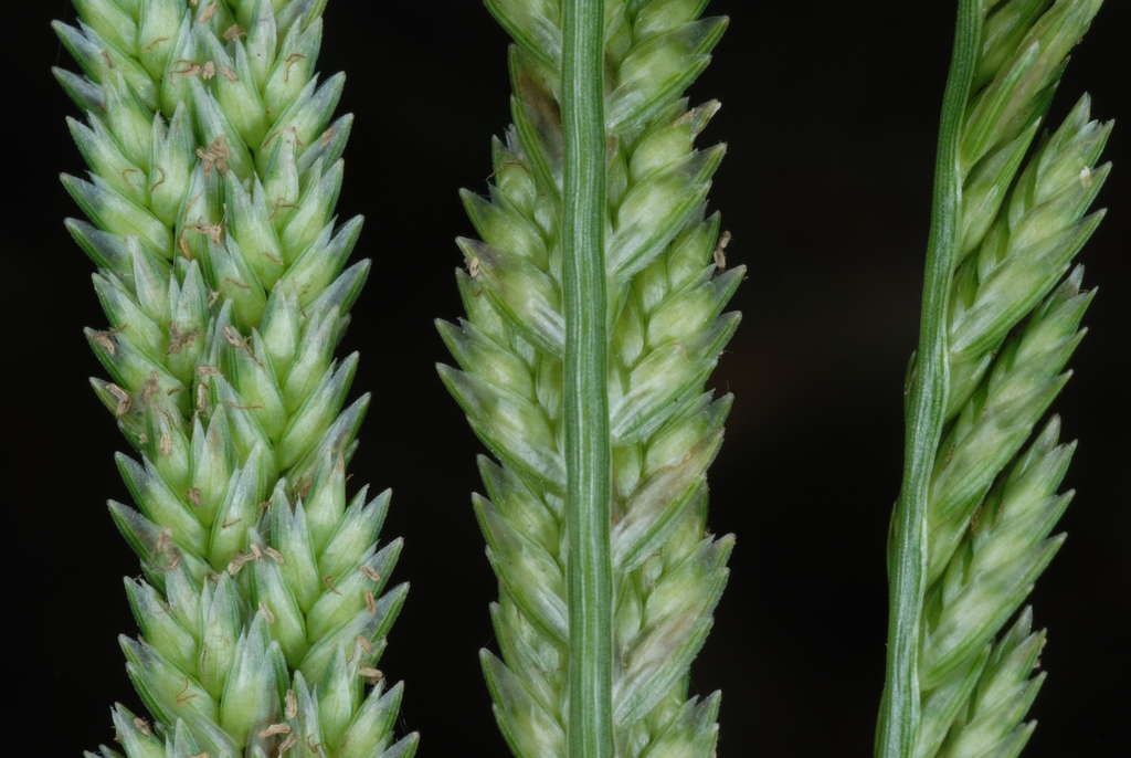 Flower spikelets (Goldsboro, NC)-Early Fall