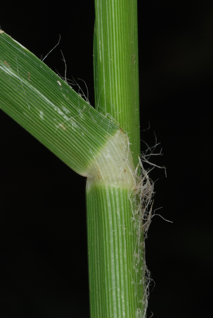 Sheathed stem with hairs  (Goldsboro, NC)-Early Fall