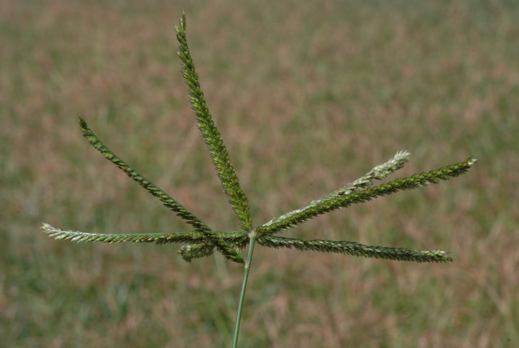 inflorescence (Goldsboro, NC)-Early Fall