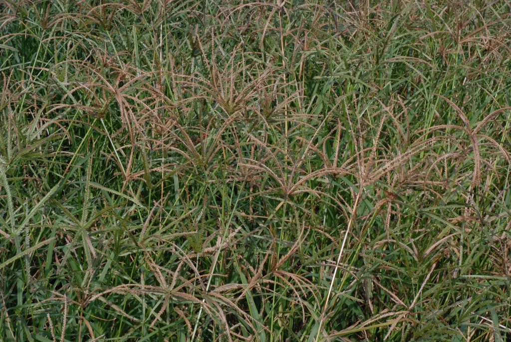 Form (Goldsboro, NC)-Early Fall