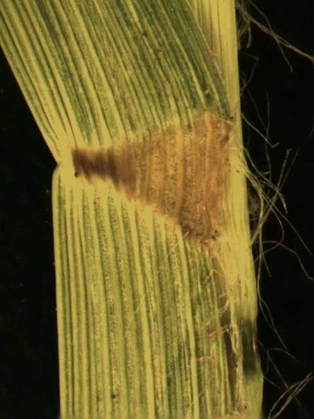 Cyperus spp.
