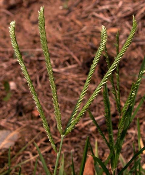 Cyperus spp.