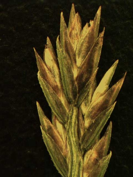 Cyperus spp.