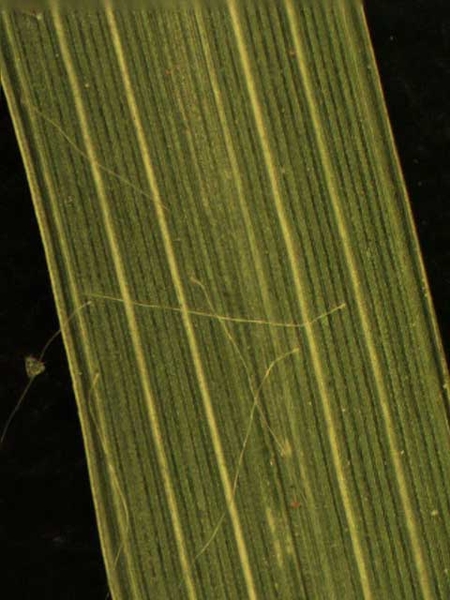 Cyperus spp.