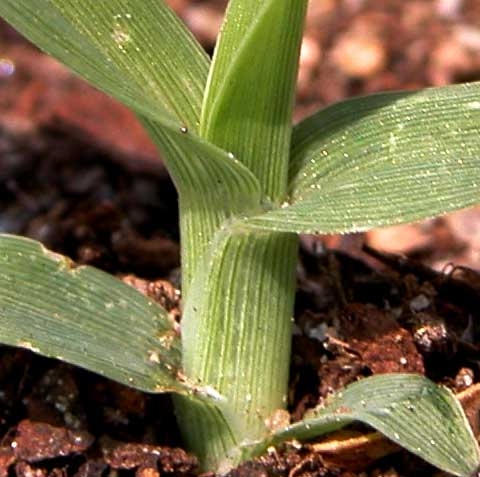 Cyperus spp.