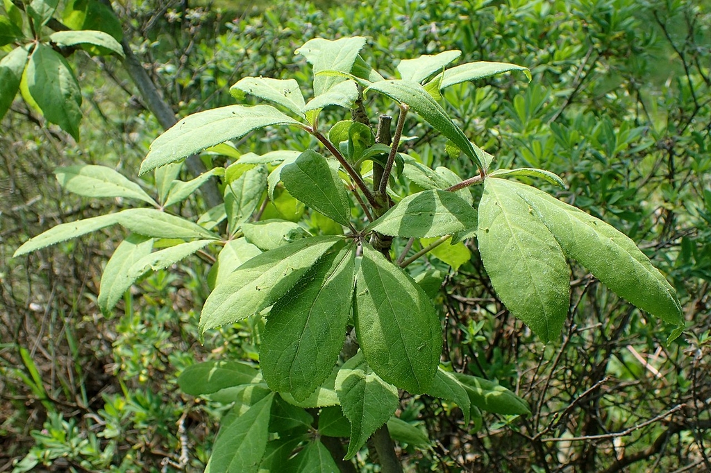 Compound leaves