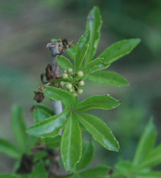 leaves
