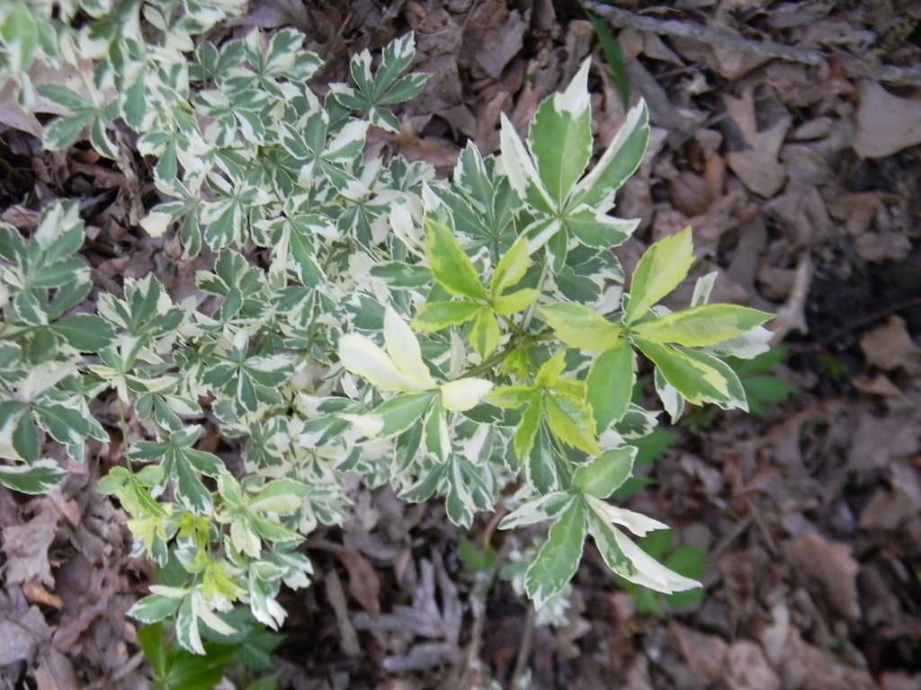 Eleutherococcus sieboldianus