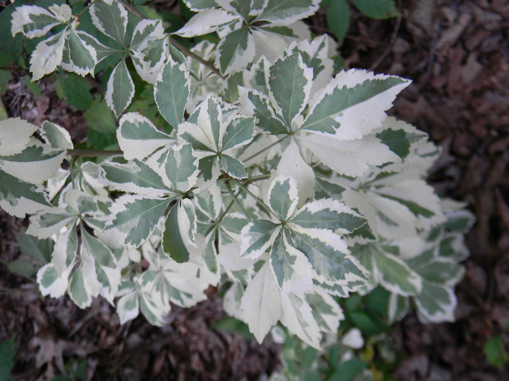 Eleutherococcus sieboldianus