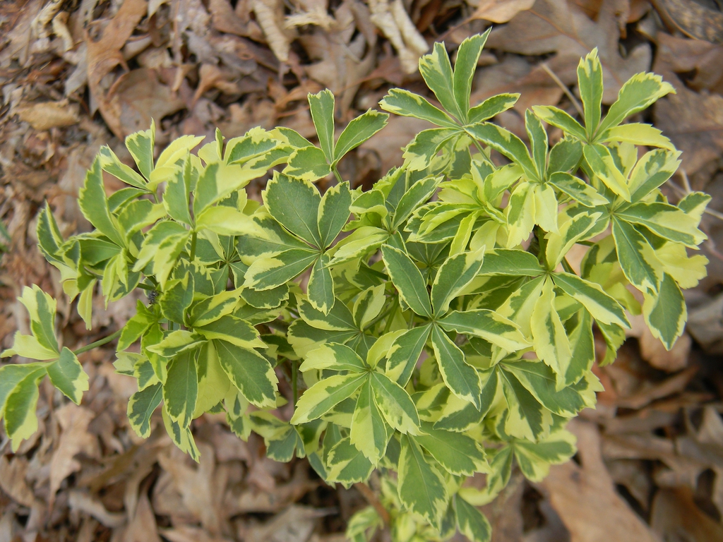 Eleutherococcus sieboldianus