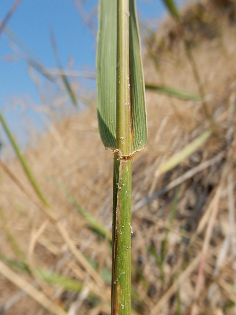 Stem and leaf sheath