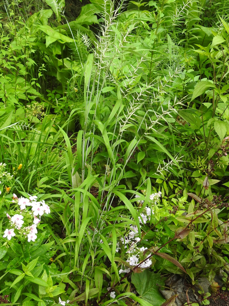 Elymus hystrix 2