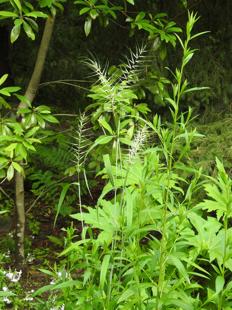 Elymus hystrix