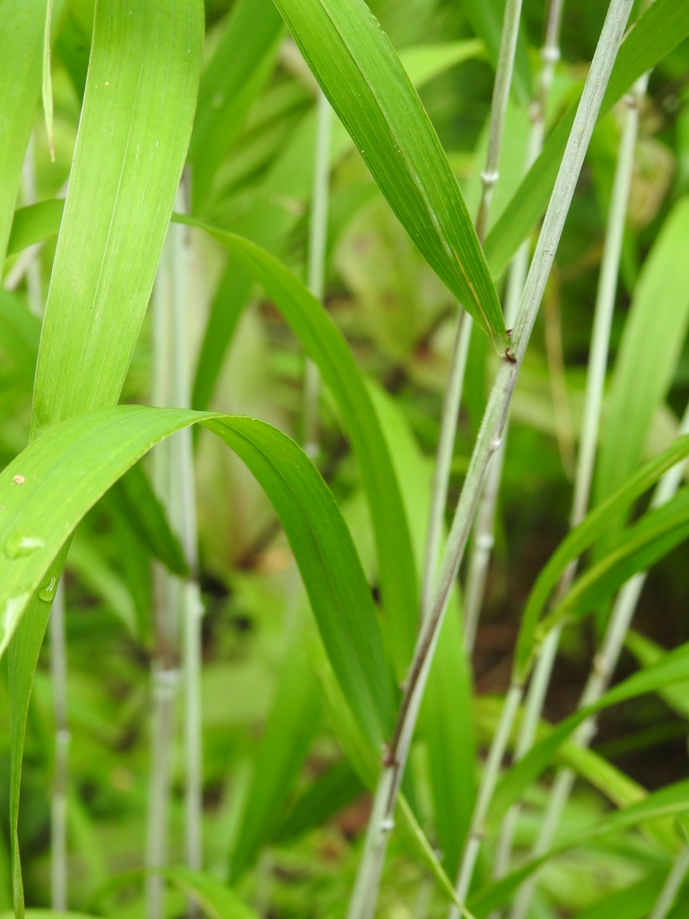 Elymus hystrix leaves