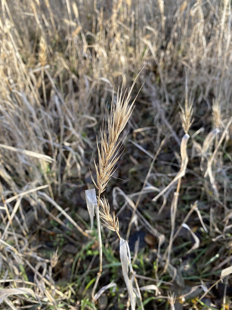 Fall form