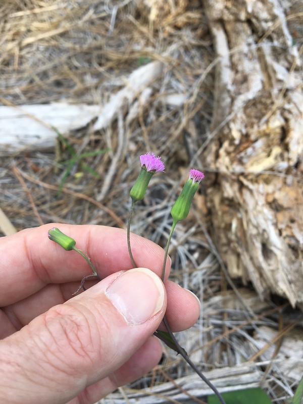 Heads of purple-lavender disc flowers.