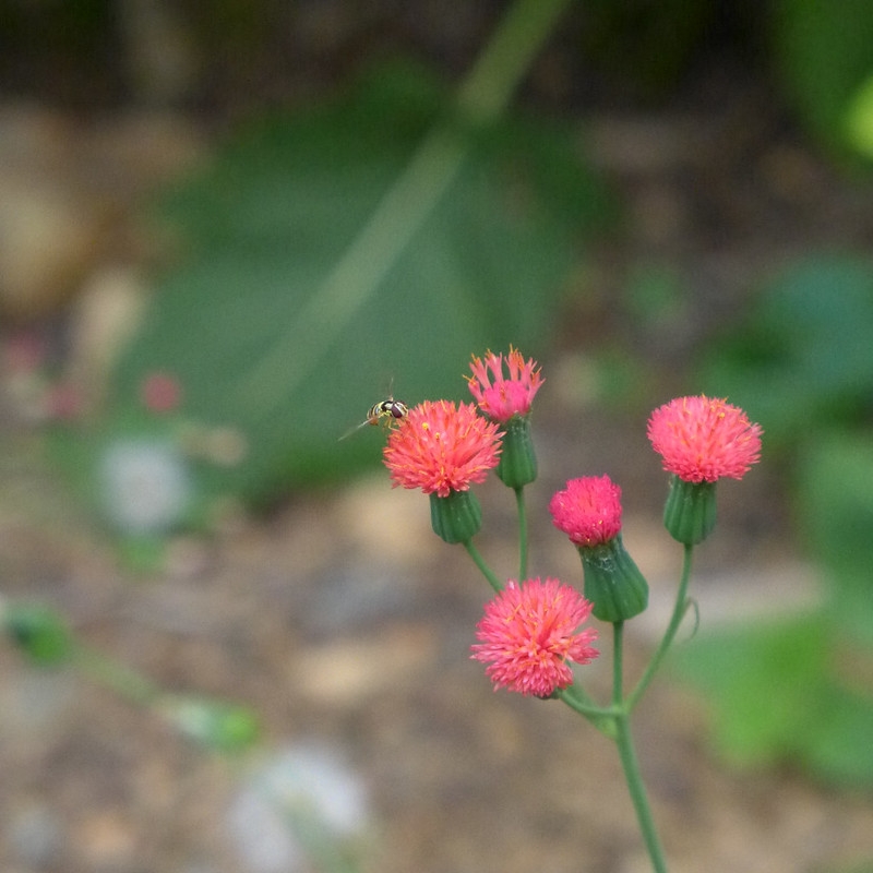 Heads of red disc flowers with a visiting syrphid fly