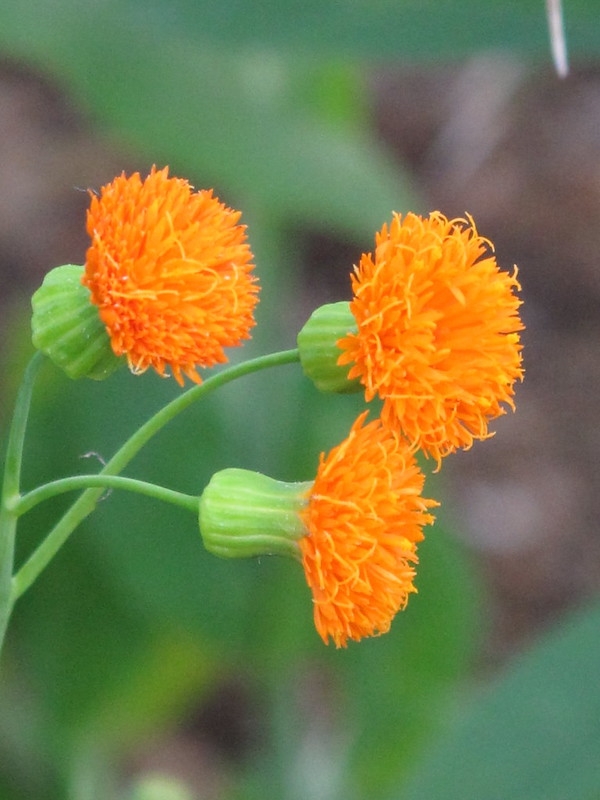 Close-up of the heads of orange disk flowers.
