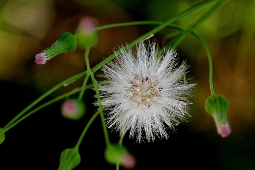 Seedhead