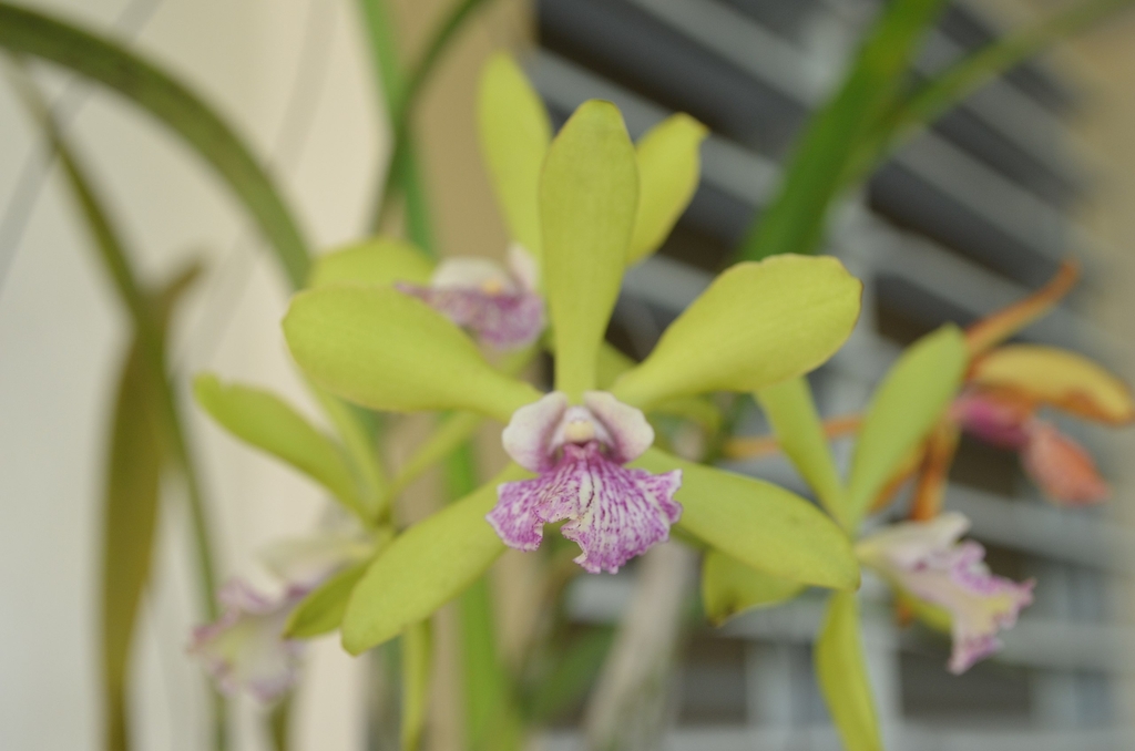 Flower