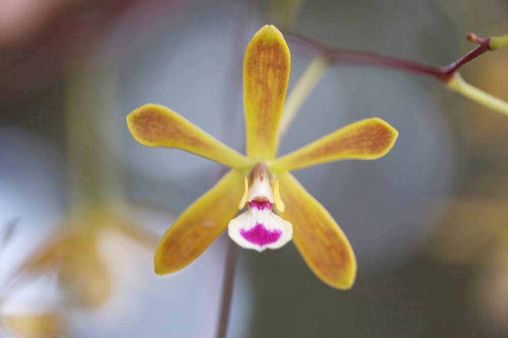 Flower close up