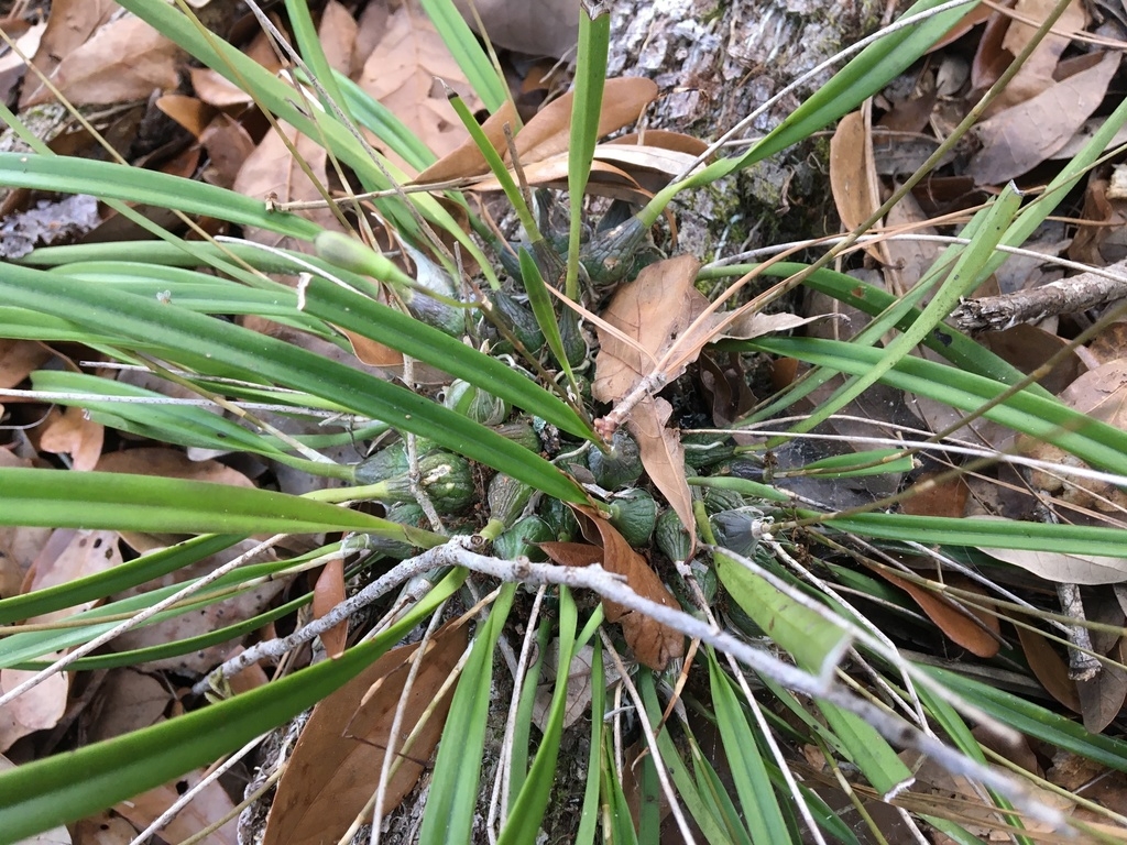 Leaves