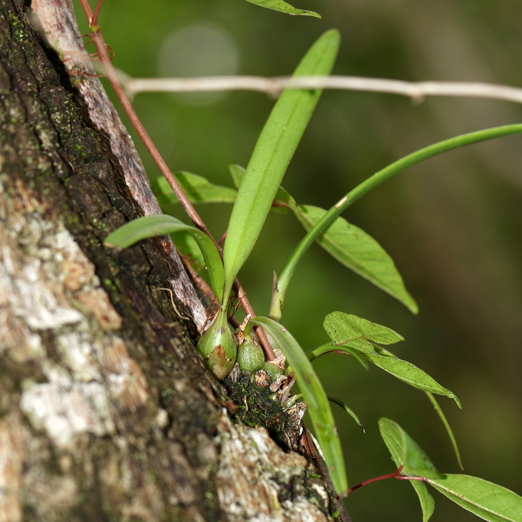 Leaves and pseudobulbs