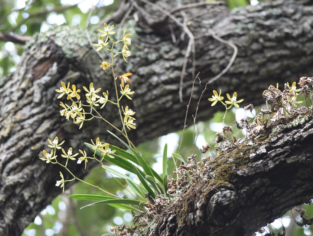 Native habitat