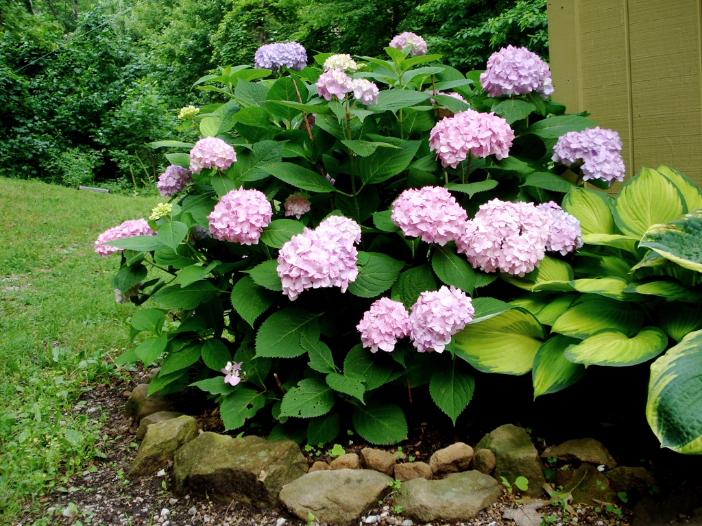 Endless Summer Hydrangea