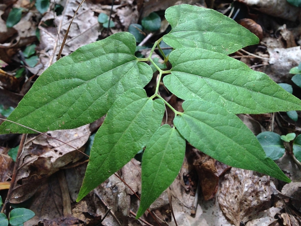 Aristilochia serpentaria 