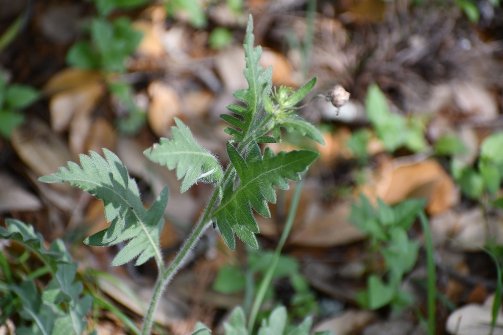 Leaves and stems with hairs