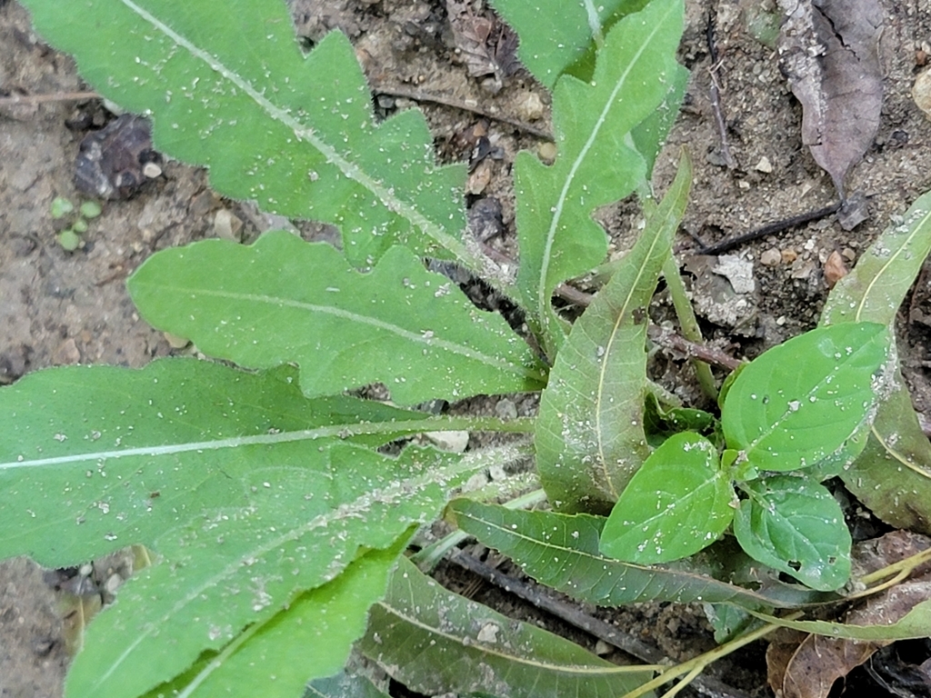 Leaves