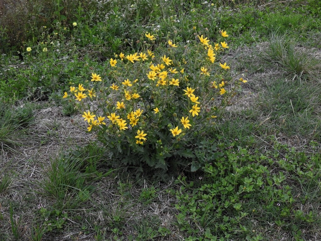 Form in bloom