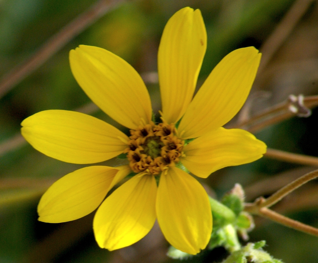 Flower close up