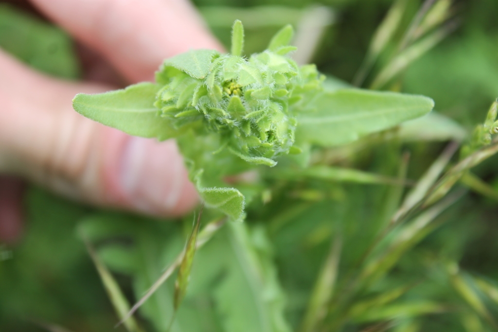 Flower buds in May
