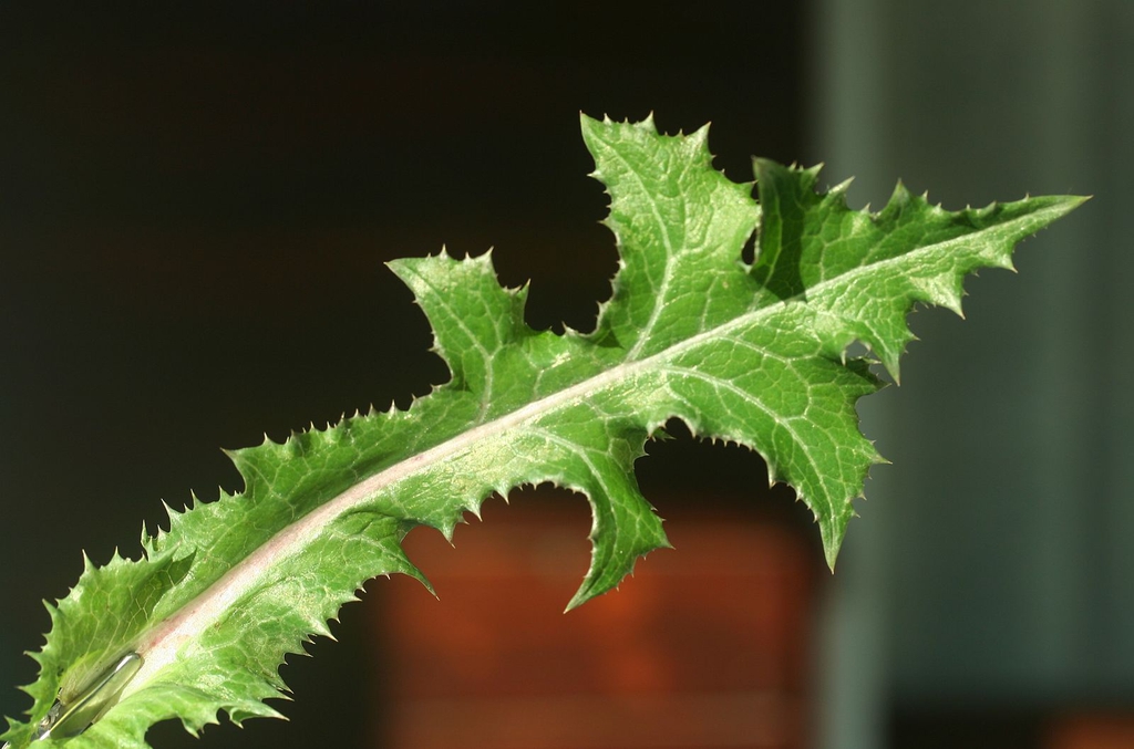 Sonchus asper