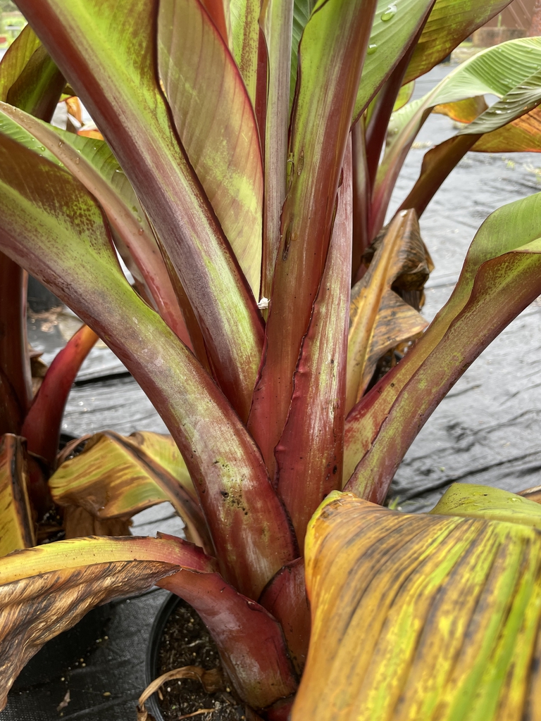 Ensete ventricosum 'Maurelii'