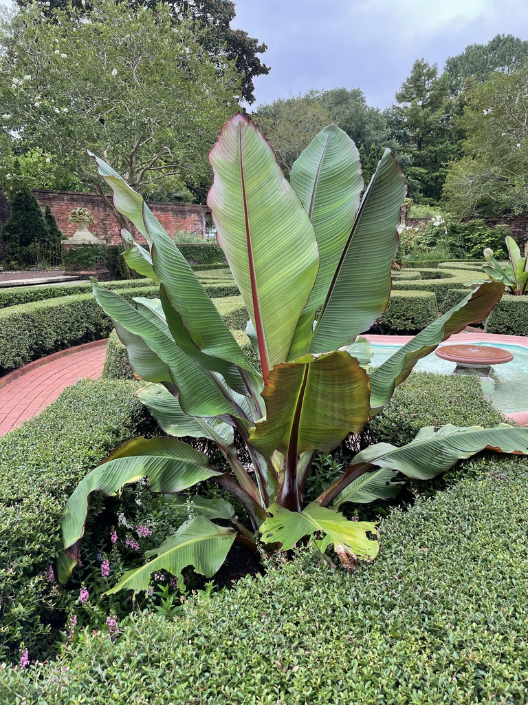 Ensete ventricosum 'Maurelii'