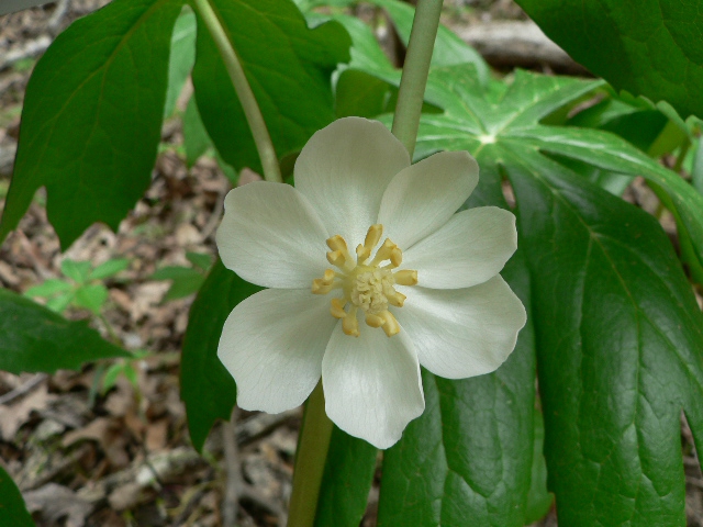 Podophyllum peltatum