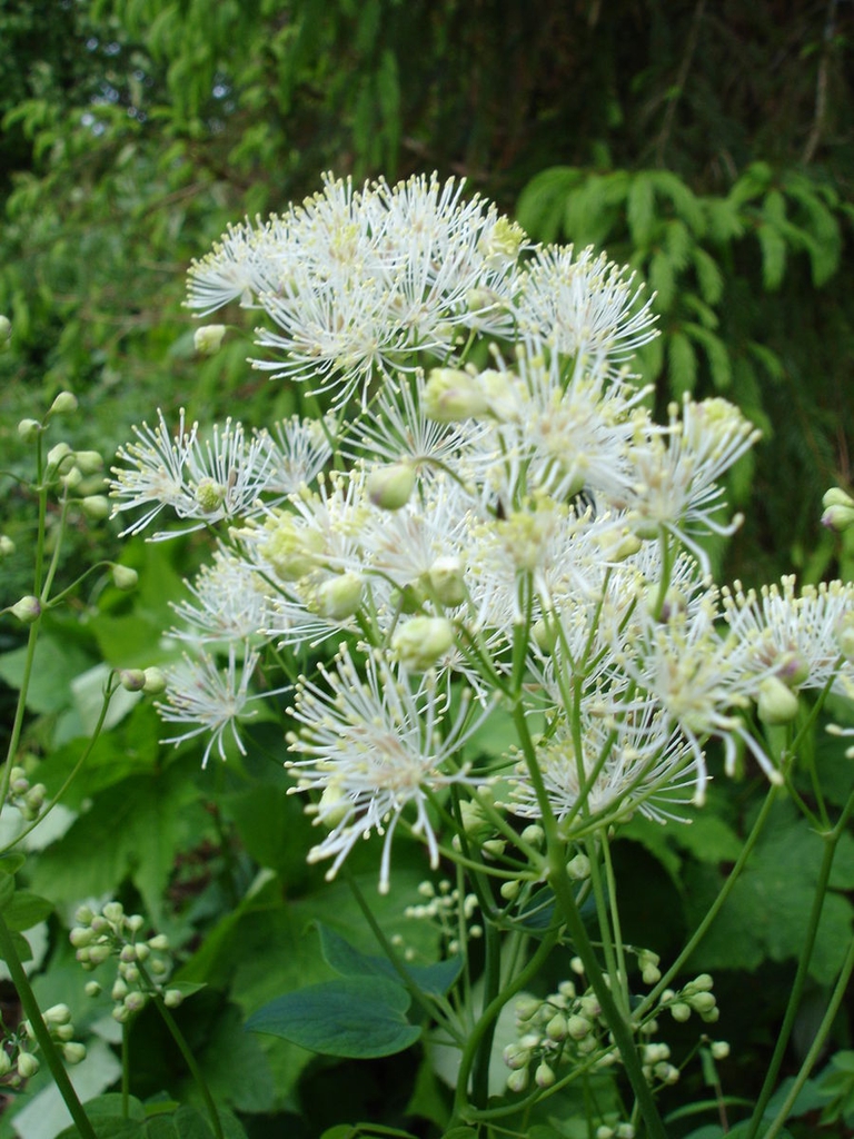 Thalictrum aquilegifolium