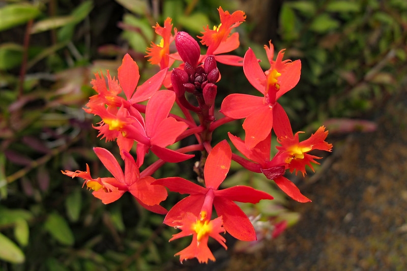 Clusters of orange-red flowers.